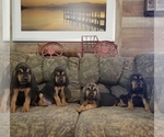 Small breeder photo