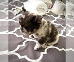 Small #1 Breeder Profile image