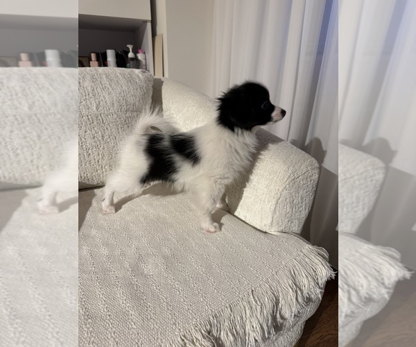 Medium Photo #4  Breeder Profile in BROOKLYN, NY, USA