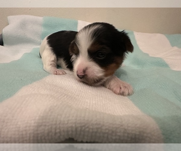 Medium Photo #8  Breeder Profile in MONROE, TN, USA