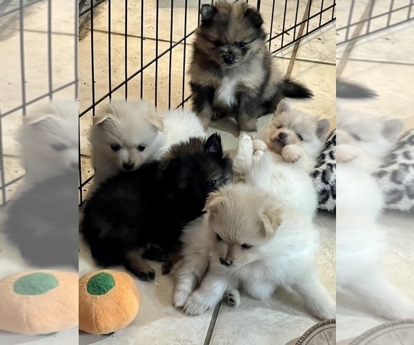 Medium Photo #1  Breeder Profile in BAYSHORE GARDENS, FL, USA