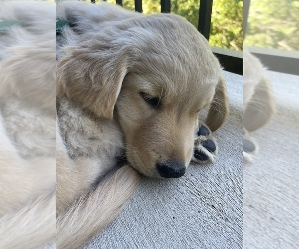 Medium Photo #25  Breeder Profile in SUWANEE, GA, USA