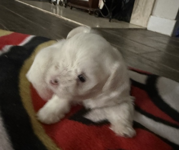 Medium Photo #4  Breeder Profile in CONVERSE, TX, USA