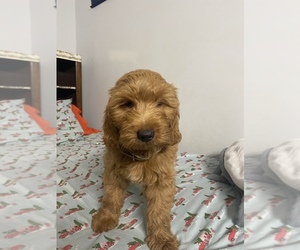 Main photo of Goldendoodle Dog Breeder near STATEN ISLAND, NY, USA