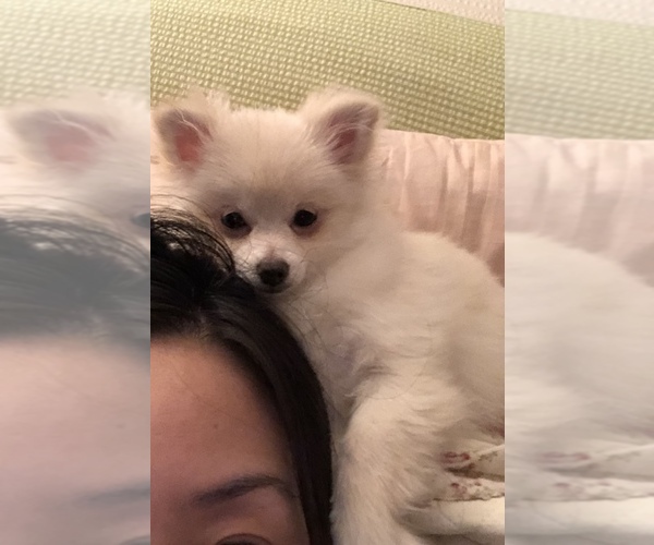 Medium Photo #1  Breeder Profile in LITTLE FERRY, NJ, USA