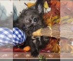 Small #10 Breeder Profile image