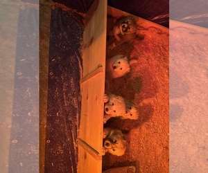 Great Pyrenees Dog Breeder near QUARTZ HILL, CA, USA