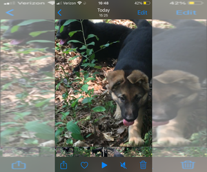 Main photo of German Shepherd Dog Dog Breeder near GRANT TOWNSHIP, MN, USA