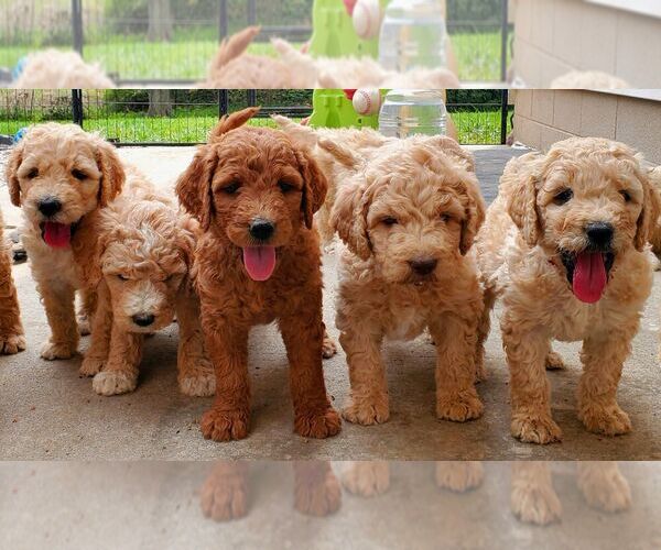 Medium Photo #6  Breeder Profile in JEDDO, MI, USA