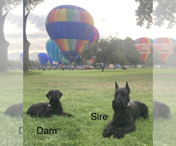 Medium Photo #1  Breeder Profile in BOISE, ID, USA