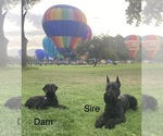 Small breeder photo