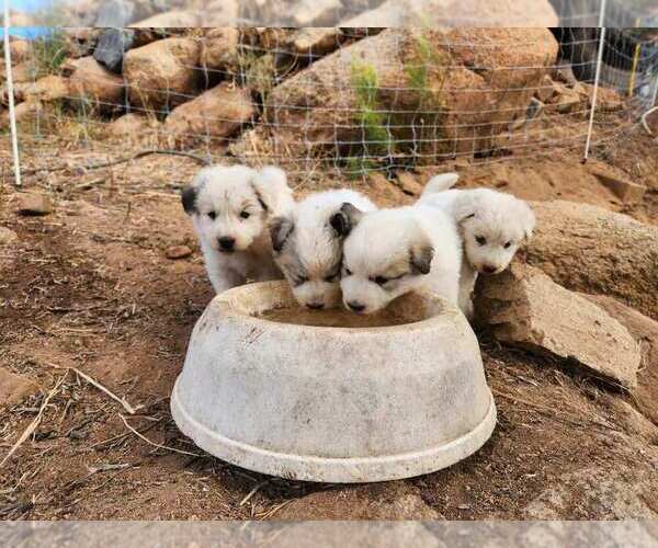 Medium Photo #1  Breeder Profile in EL CAJON, CA, USA