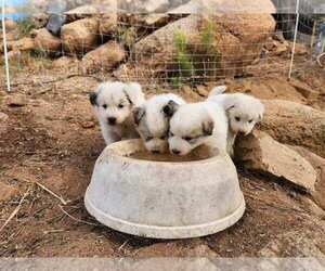 Anatolian Shepherd-Great Pyrenees Mix Dog Breeder near EL CAJON, CA, USA