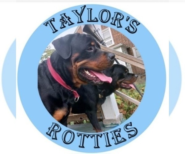Medium Photo #1  Breeder Profile in CAMDEN, NJ, USA