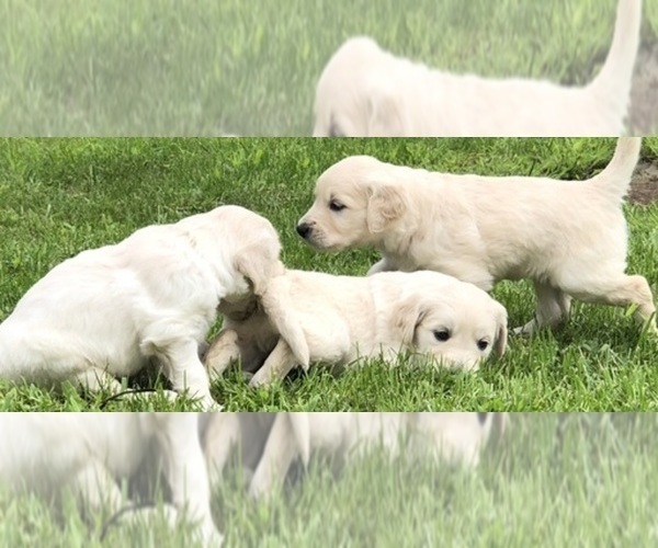 Medium Photo #10  Breeder Profile in SOUTHBURY, CT, USA