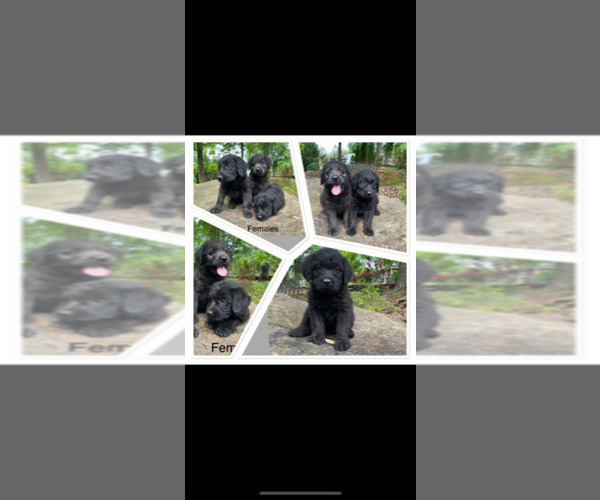 Medium Photo #1  Breeder Profile in LANETT, AL, USA
