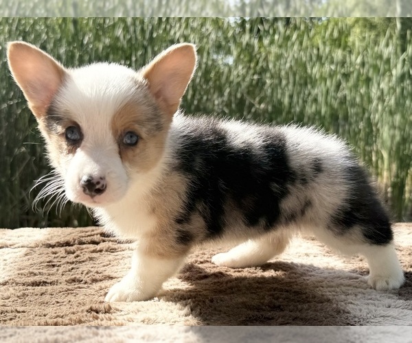 Medium Photo #1  Breeder Profile in WINCHESTER, OH, USA