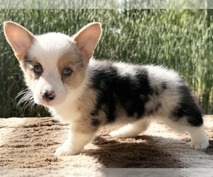 Pembroke Welsh Corgi Dog Breeder near WINCHESTER, OH, USA