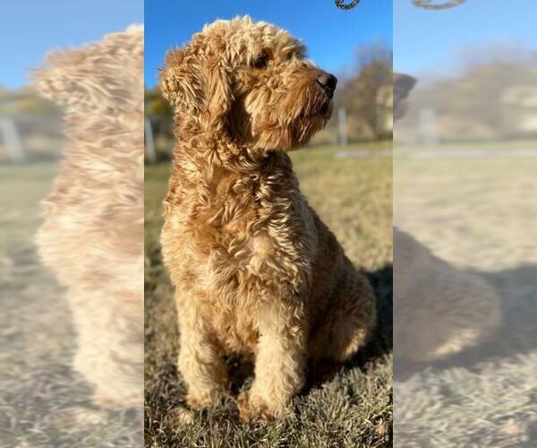 Medium Photo #5  Breeder Profile in DUBLIN, TX, USA