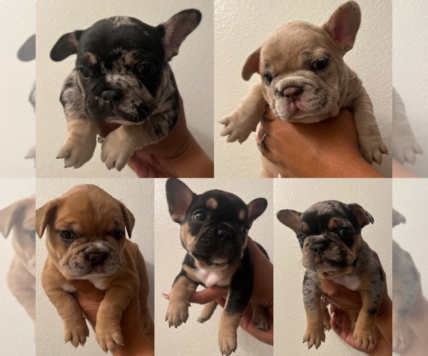 Medium Photo #1  Breeder Profile in VICTORVILLE, CA, USA