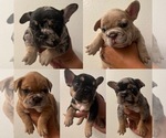 Small breeder photo