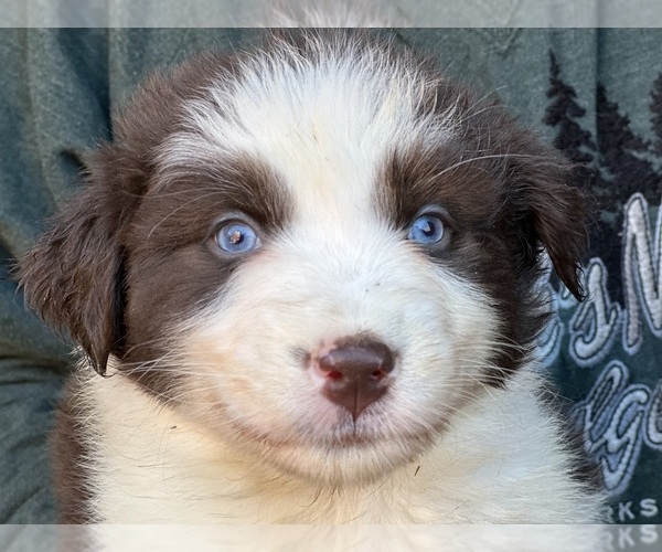 Medium Photo #18  Breeder Profile in NEW HAVEN, CT, USA