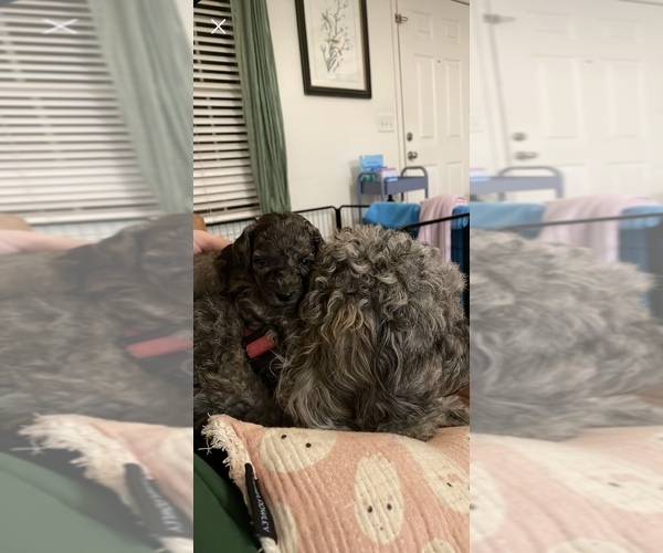 Medium Photo #22  Breeder Profile in NASHVILLE, TN, USA