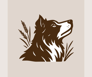 Border Collie Dog Breeder near CAMARILLO, CA, USA
