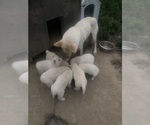 Small #13 Breeder Profile image