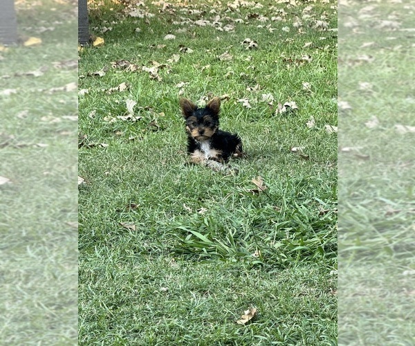 Medium Photo #1  Breeder Profile in NORMAN, OK, USA