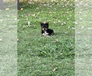 Yorkshire Terrier Dog Breeder near NORMAN, OK, USA