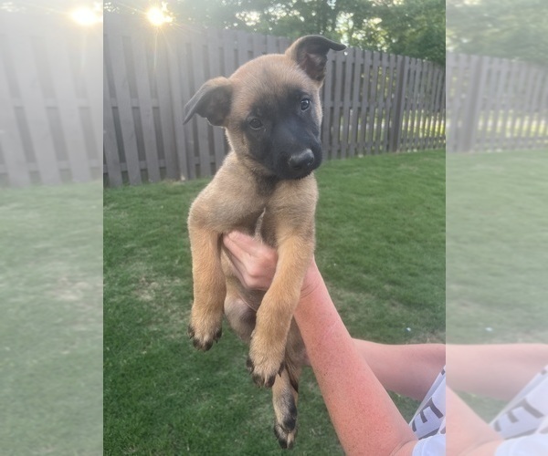 Medium Photo #23  Breeder Profile in ATHENS, AL, USA