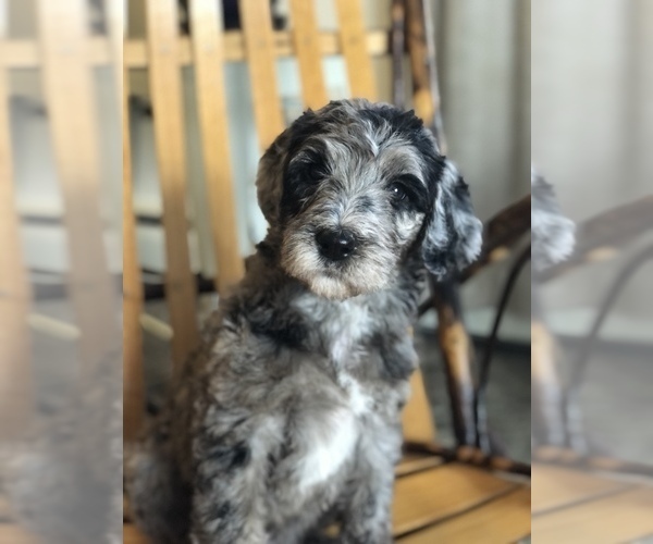 Medium Photo #1  Breeder Profile in MIFFLINBURG, PA, USA