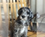 Small breeder photo