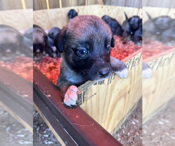 Medium Photo #2  Breeder Profile in CANDLER, NC, USA