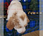 Small Photo #11  Breeder Profile in KNOXVILLE, TN, USA