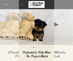 Yorkshire Terrier Dog Breeder near ALGOOD, TN, USA