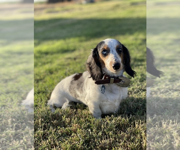 Medium Photo #1  Breeder Profile in DEMING, NM, USA