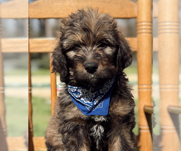 Medium Photo #6  Breeder Profile in MAGNOLIA, TX, USA
