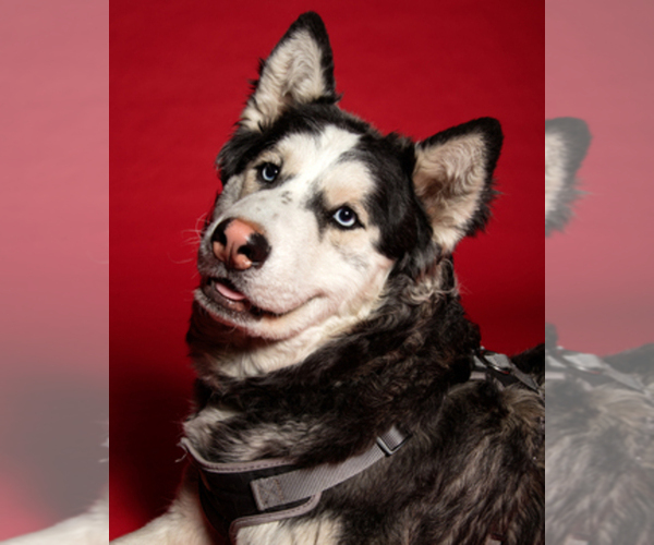 Medium Photo #1  Breeder Profile in SYLMAR, CA, USA