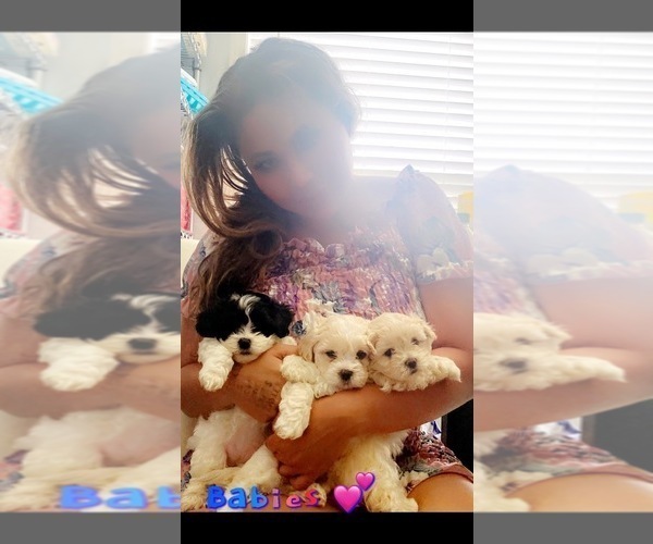 Medium Photo #1  Breeder Profile in FAYETTEVILLE, NC, USA