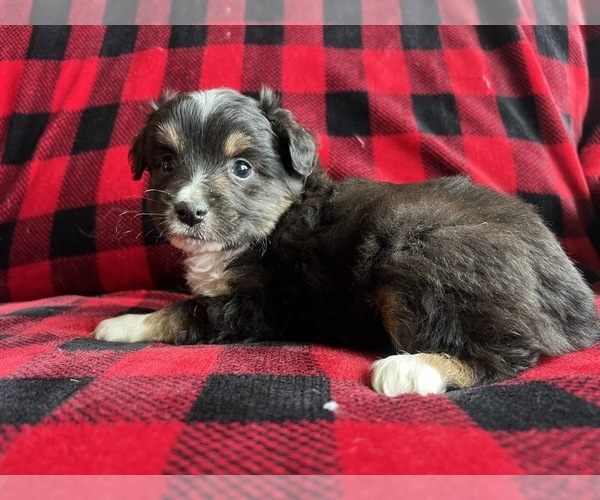 Medium Photo #4  Breeder Profile in BAKER CITY, OR, USA
