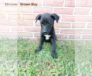 Medium Breeder Profile Photo