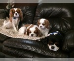 Small breeder photo