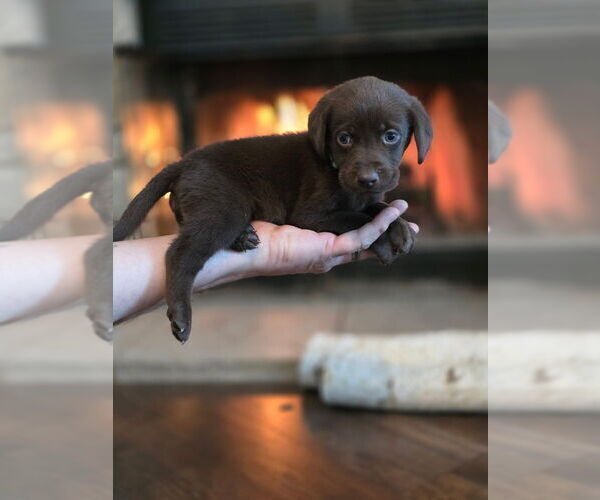 Medium Photo #17  Breeder Profile in FLORA, IL, USA