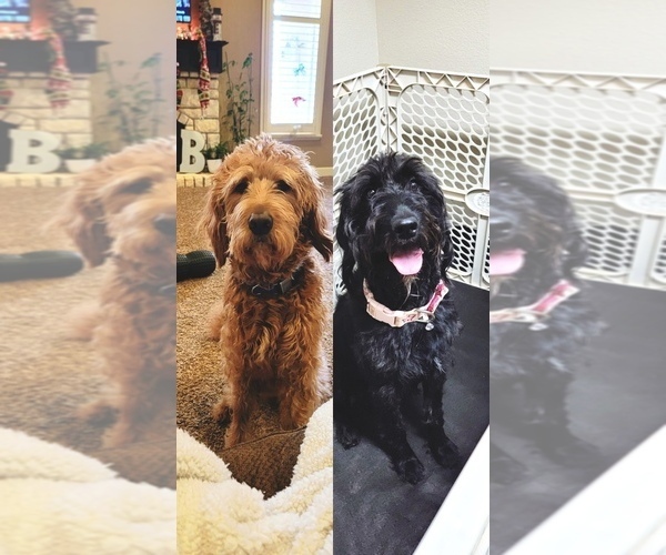 Medium Photo #1  Breeder Profile in WOLFFORTH, TX, USA