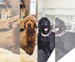 Small breeder photo