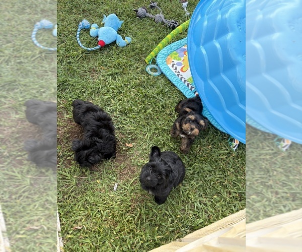 Medium Photo #1  Breeder Profile in ZEPHYRHILLS, FL, USA