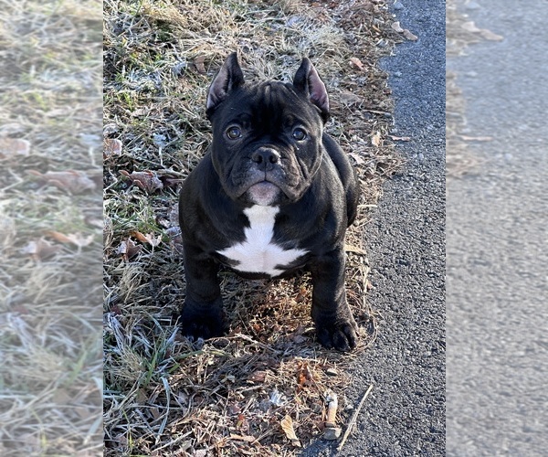 Medium Photo #16  Breeder Profile in URBANA, OH, USA