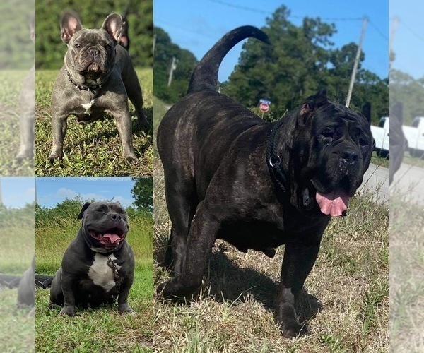 Medium Photo #1  Breeder Profile in LEEHIGH, FL, USA